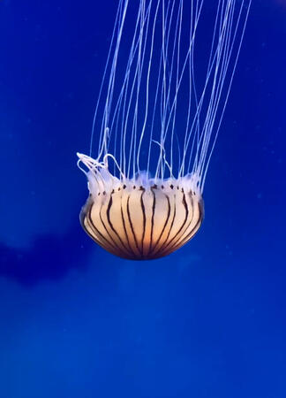 jellyfish